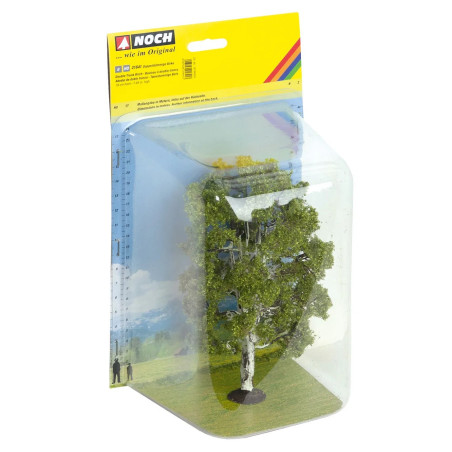 Noch Double Trunk Birch H